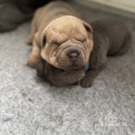 Shar Pei - Both