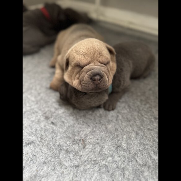 Shar Pei - Both