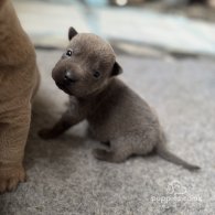 Shar Pei - Both