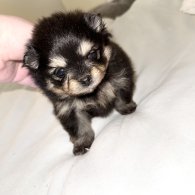 Pomeranian - Both