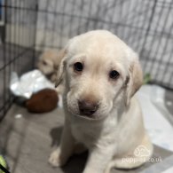 Labradoodle - Both