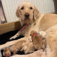 Labradoodle - Both