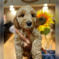 Labradoodle - Both