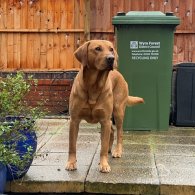 Labrador Retriever