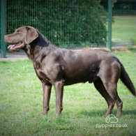 Labrador Retriever - Both