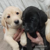 Labrador Retriever - Both