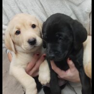 Labrador Retriever - Both