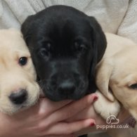 Labrador Retriever - Both