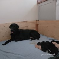 Labrador Retriever - Both