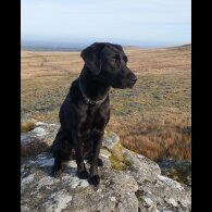 Labrador Retriever - Both