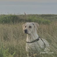 Labrador Retriever - Both