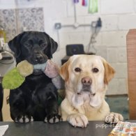 Labrador Retriever - Both