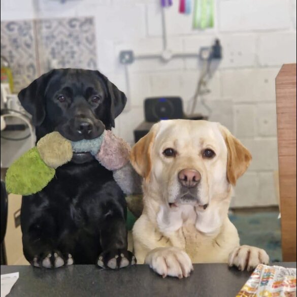 Labrador Retriever - Both