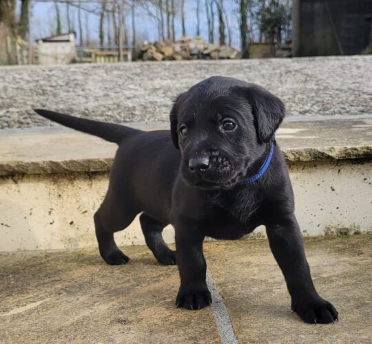 Labrador Retriever