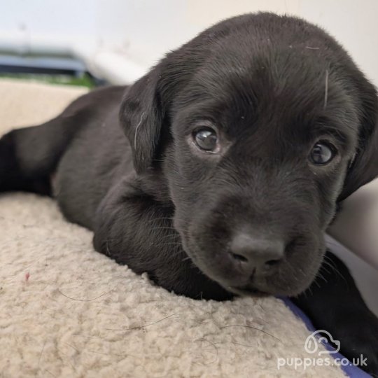 Labrador Retriever - Dogs