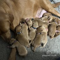 Labrador Retriever - Both