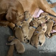 Labrador Retriever - Both