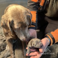 Labrador Retriever - Both