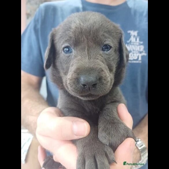 Labrador Retriever - Both