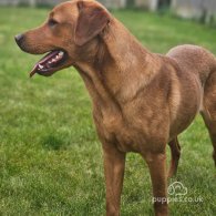 Labrador Retriever - Dogs