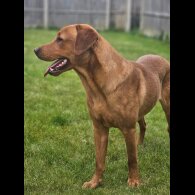 Labrador Retriever - Dogs