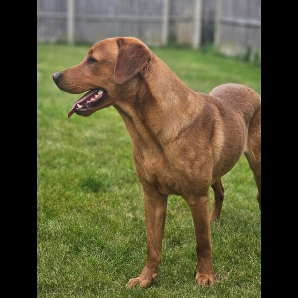 Labrador Retriever - Dogs