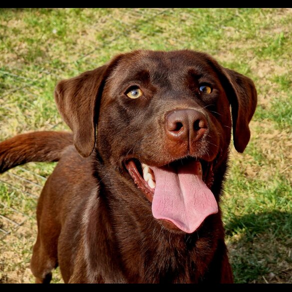 Labrador Retriever - Dogs