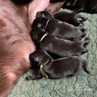 Labrador Retriever - Dogs