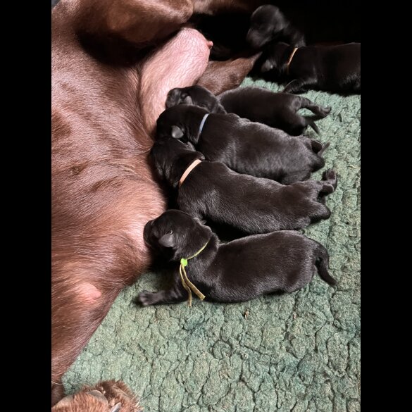 Labrador Retriever - Dogs