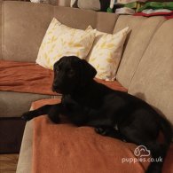 Labrador Retriever - Both