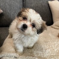 Lhasa Apso - Both