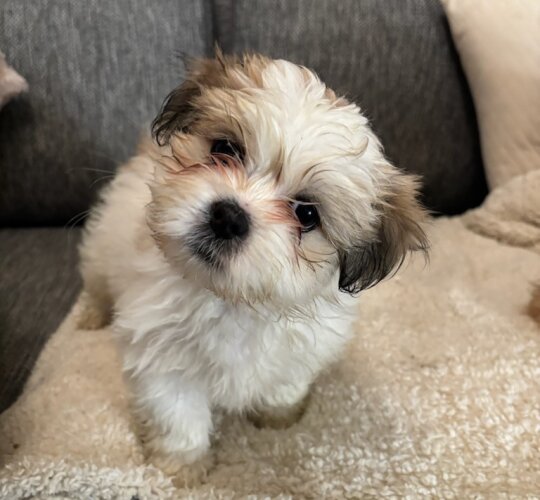 Lhasa Apso