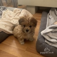 Lhasa Apso - Both