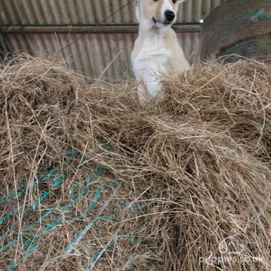 Lurcher - Both