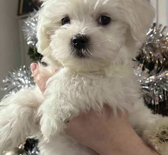 Maltese