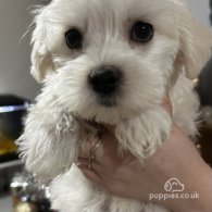 Maltese - Both