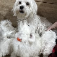 Maltese - Both