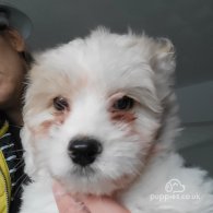 Maltese - Both