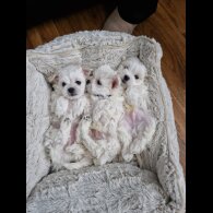 Maltese - Dogs