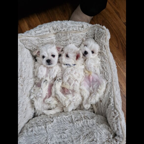 Maltese - Dogs