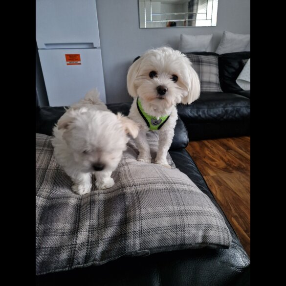 Maltese - Dogs