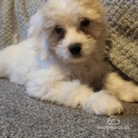 Maltese - Both