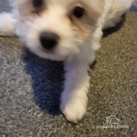 Maltese - Both