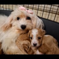 Maltipoo - Both