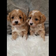 Maltipoo - Both