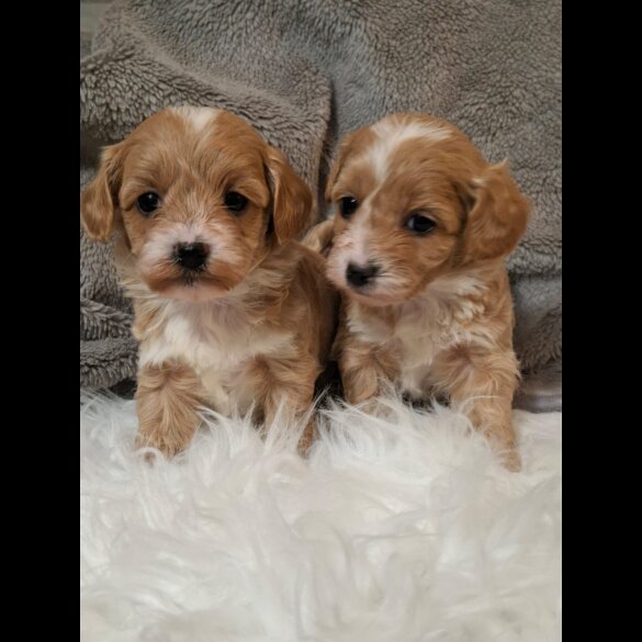 Maltipoo - Both