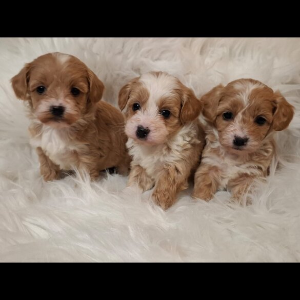 Maltipoo - Both