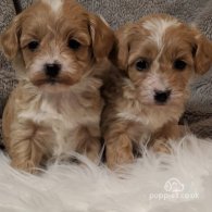 Maltipoo - Both