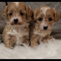 Maltipoo - Both