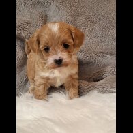 Maltipoo - Both